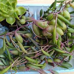 多肉植物の画像