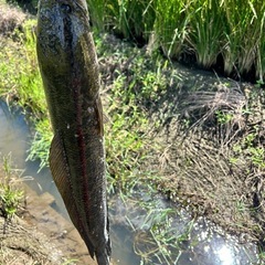 魚すくい🦐🐟 - 友達