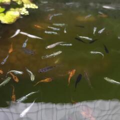 MIXメダカ　10匹+α