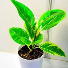 フィカスアルテシマ  新しいプラ鉢付き　観葉植物　緑のモザイク１