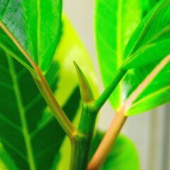 フィカスアルテシマ  新しいプラ鉢付き　観葉植物　緑のモザイク１の画像