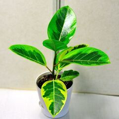 フィカスアルテシマ  新しいプラ鉢付き　観葉植物　緑のモザイク１の画像