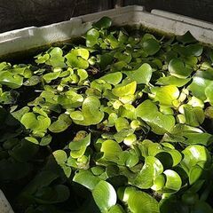 ホテイアオイあげます