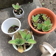 子宝草