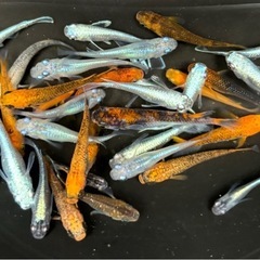 🐟②ミックスメダカ 30匹+おまけ🐟