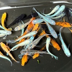 🐟③ミックスメダカ 30匹+おまけ🐟