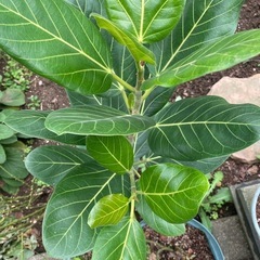 現在地植え　観葉植物ベンガレンシス