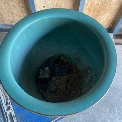 メダカ鉢　鉢の画像