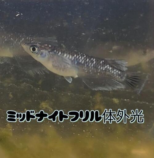 決まりました！ミッドナイトフリル体外光　メダカ　1ペア。