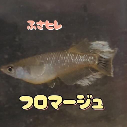 決まりました！ふさヒレ！フロマージュ　稚魚5匹　セット。