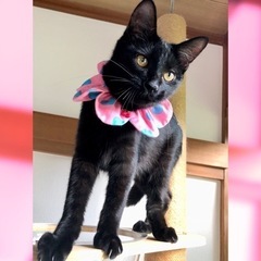 激甘々人間大好きゴロスリにゃん🐈‍⬛💖ノッテ君