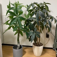 フェイクグリーン　観葉植物　2点セット