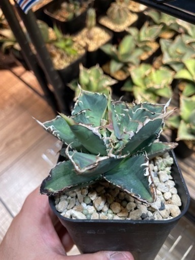 アガベ　チタノタ　セット販売　OC株