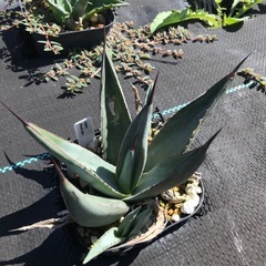 多肉植物 アガベ シャークスキン