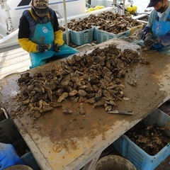 【再募集•急募•面談後に即採用•日払い可•年齢性別不問】牡蠣の選別の画像