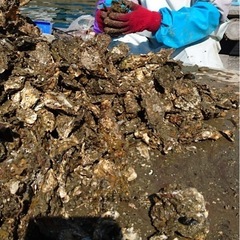 【再募集•急募•面談後に即採用•日払い可•年齢性別不問】牡蠣の選別の画像