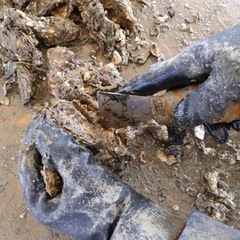 【再募集•急募•面談後に即採用•日払い可•年齢性別不問】牡蠣の選別の画像