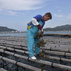 【再募集•急募•面談後に即採用•日払い可•年齢性別不問】牡蠣の選別の画像