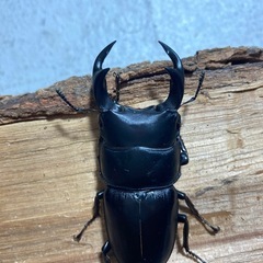 オオクワガタ愛知県産