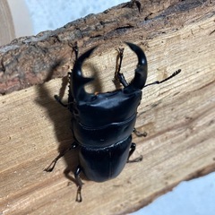 オオクワガタ愛知県産の画像