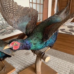 雉の剥製　2体の画像