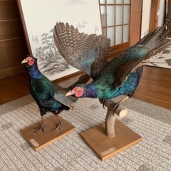 雉の剥製　2体の画像