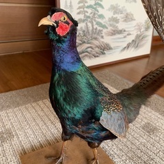 雉の剥製　2体の画像