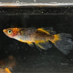 メダカ　竜章鳳姿　稚魚15匹　10/5