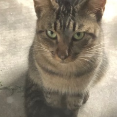 迷いねこ