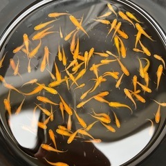 残り5０匹　紅帝　楊貴妃　メダカ　めだか　③