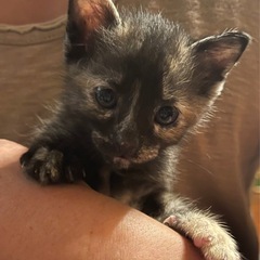 【良縁祈願】サビ猫 女の子