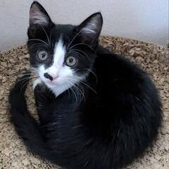 約1ヶ月　⭐️里親さん決定しました⭐️　子猫　里親募集　元気な女の子😺