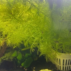 めだか15匹(商品説明ご覧ください)の画像