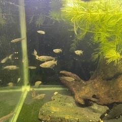 めだか15匹(商品説明ご覧ください)の画像