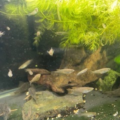 めだか15匹(商品説明ご覧ください)の画像