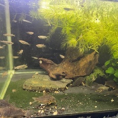 めだか15匹(商品説明ご覧ください)