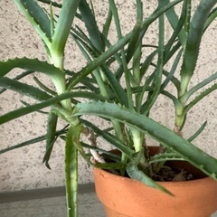 キダチアロエ　多肉植物の画像