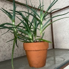 キダチアロエ　多肉植物の画像