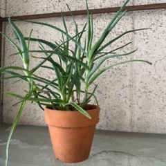 キダチアロエ　多肉植物