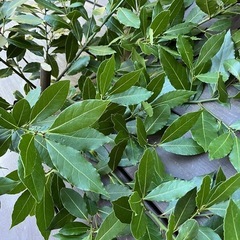 無料ローリエ枝ごと大量
