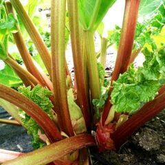 種｜ルバーブ｜自然栽培｜あげます｜好きなだけどうぞ