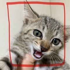 キジトラ赤　メス　里親様決まりました