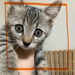 キジトラ橙里親様決まりました