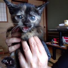 サビ猫　2匹います
