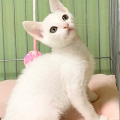 可愛いトビキジの男の子【譲渡会参加】