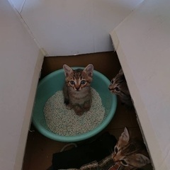 のら猫