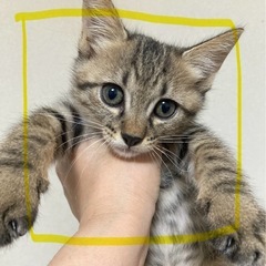 キジトラ黄　オス　里親様決まりました