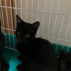 黒猫女の子①募集終了
