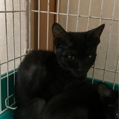 黒猫女の子②里親募集終了