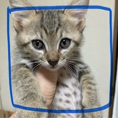 キジトラ青　オス　里親様決まりました